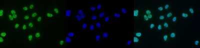 Immunofluorescence: Histone H3 [ac Lys9] Antibody [NBP2-59180]
